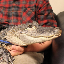 Emotional Support Alligator