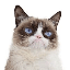 Grumpy Cat (grumpycatspl.com)