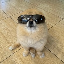 Kori The Pom