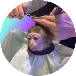 monkeyhaircut