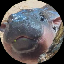 MOO DENG