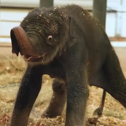 New Baby Elephant Houston Zoo