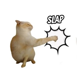 Slap cat