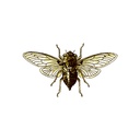 Cicada